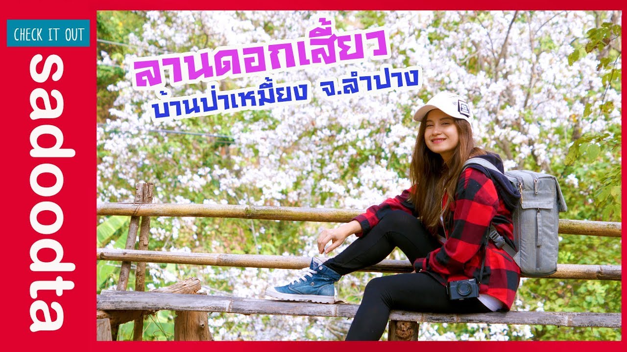 ดอกเสี้ยวบานบ้านป่าเหมี้ยง ลำปาง | sadoodta Check it out (มีคลิป)